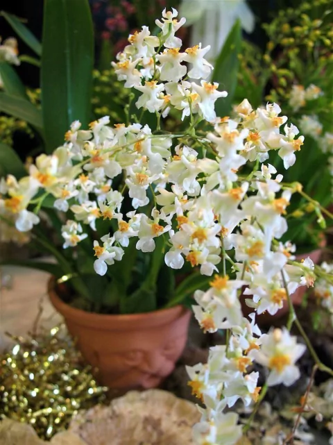 Oncidium Twinkle 'Fragrance Fantasy'