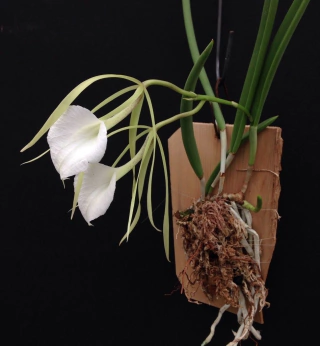 Brassavola nodosa - comprar online