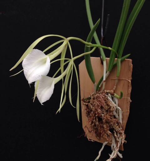 Brassavola nodosa - comprar online