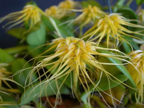 Bulbophyllum vaginatum
