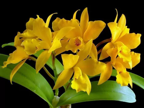 Cattleya aurantiaca miami - comprar online