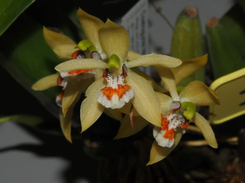 coelogyne lentiginosa - comprar online
