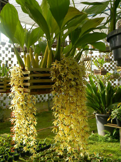 Coelogyne rochussenii - comprar online