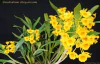 Dendrobium chrysotoxum - comprar online
