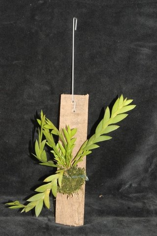 Dendrobium terminalis (na Madeira) - comprar online