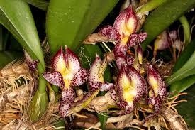 Bulbophyllum macranthum - comprar online