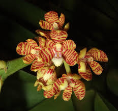 Acampe papilosa - Adulta