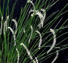 Dendrochilum williamsii