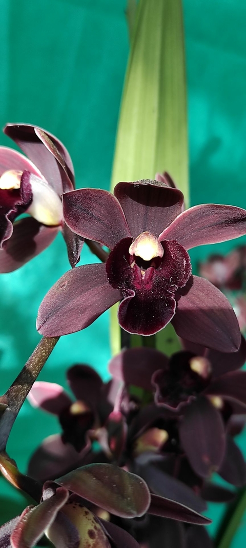 Cymbidium black shower