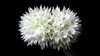 Dendrobium purpureum albo - comprar online