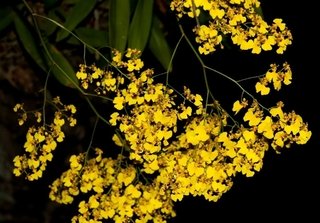 Oncidium Flexuosum (na madeira) - comprar online