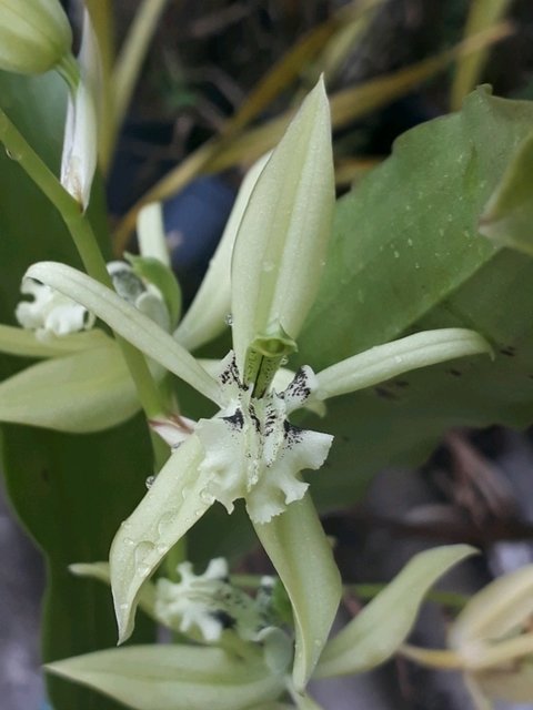 Coelogyne virescens - comprar online