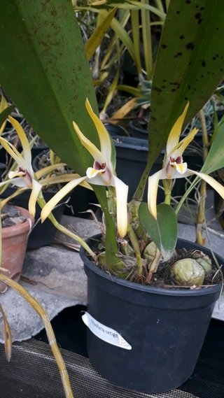 Maxillaria setigera - comprar online