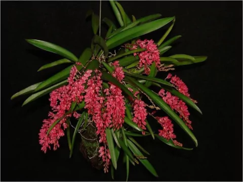 Rodriguezia lanceolata (Secunda) (na madeira )