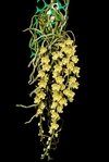 Chiloschista parishii - comprar online