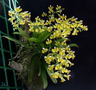 zygostates lunata