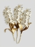 Monstera Golden Tríptico - (stock) en internet