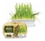 Graminha Para Gatos Digestive Grass 100% Natural 50g