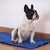 Tapete refrescante gelado para Cães The Ice Pad - comprar online