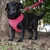Peitoral Cães Confort The Pets - loja online