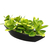 GONDOLA CON CRASULLA - comprar online