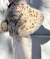 Imagem do TAPADO ZOO FAUX FUR IMPORTADO