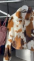 CAMPERA COW FAX FUR FORRADA IMPORTADA - Maria Antonieta Boutique