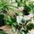 BOKASHI 150G - RAIZ FORTE - comprar online