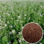 ZION FARM - MIX DE SEMENTES - PLANTAS COMPANHEIRAS - 1KG - flordosul