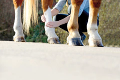 Antiflamatorio p/ equinos deportivos Difebuzol comprimidos x 50u - comprar online