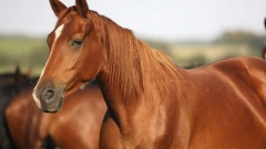 Antibiotico Antimicrobiano p/ equinos SULFA-TRIN HAMPTON (pote x 450GRS - comprar online