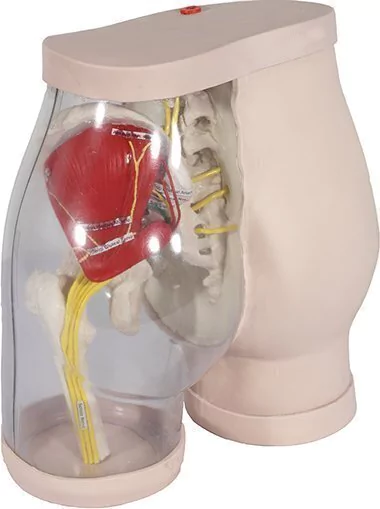 GLUTEOS P/ PRACTICAR INYECIONES INTRAMUSCULARES Y DEMOSTRACION DE ESTRUCTURAS ANATOMICAS