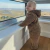 Osito Teddy