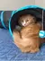 Tunel Plegable Para Gato Super Divertido Oferta Unica - comprar online