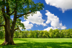 Mural de paisaje con árbol y cielo azul, diseño fresco y vibrante, MW.BOS.03 en internet