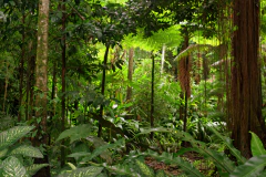 Tropical jungle mural, lush and vibrant vegetation, MW.BOS.04 on internet