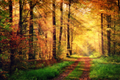Mural de bosque otoñal con sendero iluminado, colores cálidos, MW.BOS.05 - comprar online