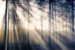 Sunrays through forest mural, peaceful and serene setting, MW.BOS.09 - online store