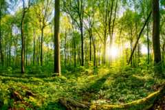 Forest path mural surrounded by nature, immersive depth, MW.BOS.10 on internet