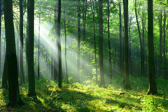 Forest Wall Mural with Sun Rays, Perfect for a Natural and Relaxing Space - MW.BOS.11 on internet