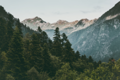 Mountain Landscape Wall Mural with Forest, Panoramic Nature Decor - MW.BOS.13 - buy online