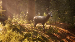 MORELS THE HUNT PC - ENVIO DIGITAL na internet