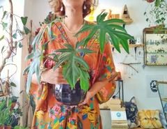 PHILODENDRON ELEGANS N14