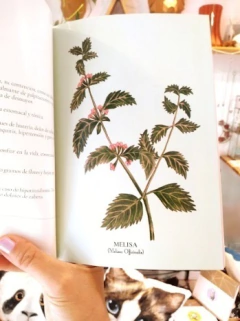 LIBRO ORÁCULO HERBAL en internet