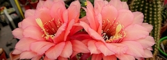 Banner de la categoría Trichocereus hibridos