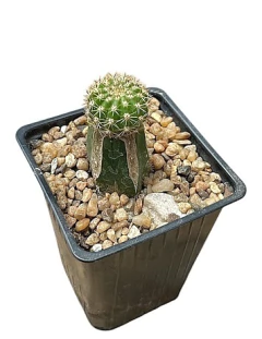 Echinopsis hibrido SM 2014-04-01 EH Afterglow x EH Coquette injertado (elegir tamaño)(cod H1) - cecicactus - cactus y suculentas de colección