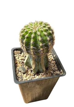 Echinopsis hibrido SM 2014-04-01 EH Afterglow x EH Coquette injertado (elegir tamaño)(cod H1) en internet