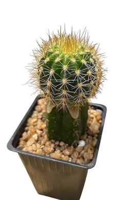 Trichocereus hibrido 'Ceci's strike' injertado mac9 en internet