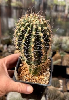 Lobivia hibrida 'Doncella' injertada (elegir tamaño) - cecicactus - cactus y suculentas de colección