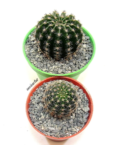 Echinopsis hibrido 'Light Peach' (elegir tamaño) - cecicactus - cactus y suculentas de colección